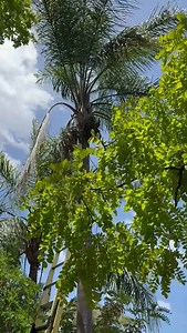 22K views · 49 reactions | Flying-fox rescue | WIRES | Facebook