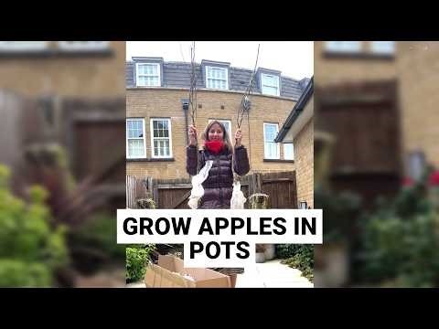 Grow Apple Trees in Pots ( Big Harvest Tips!)
