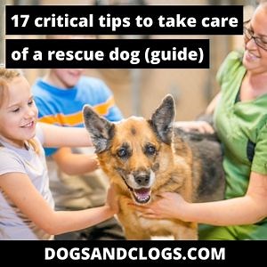17 Critical Tips To Take Care Of A Rescue Dog (2023 Guide) - DogsAndClogs