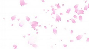 Cherry Blossom Petals Falling Stock Footage Video (100% Royalty-free) 5630441 | Shutterstock