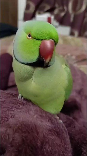 Adorable Talking Parrot Video: Funny and Entertaining Conversations