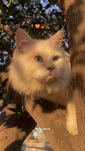 My lovely boy is getting so big! 🥹💛 Fall is finally here! The best time of the year 🥰✨🍁 . . . . . . . . #falltok #fall #falltime #siberiankitten #siberiancat #catmom #firsttimecatmom