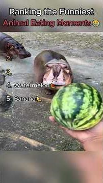 Ranking the Funniest Animal Eating Moments