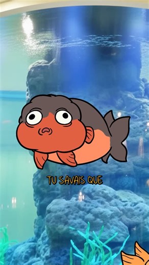 Mr.frisson on Instagram: "Pourquoi le poisson Ranchu est si cher ?"