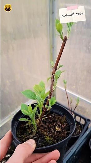 Garden hydrangea. How to propagate hydrangeas. #hydrangea #hydrangea