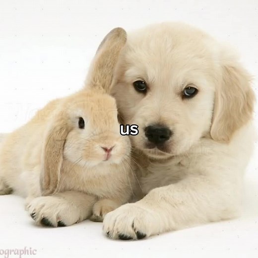 Dog and Rabbit Friendship: Adorable Moments Captured