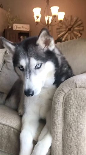 How to Train Your Husky for Good Behavior