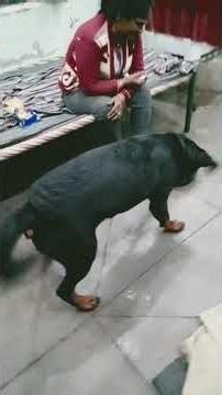 Rottweiler dog crying 😢 | #cutedog | #shorts|