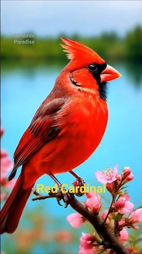 Beautiful Red Cardinal #cardinals #original