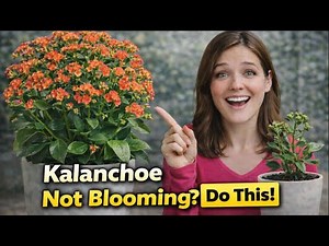 Kalanchoe Not Blooming? Do THIS! 🌸Make It Bloom Again (Step-by-Step Method)