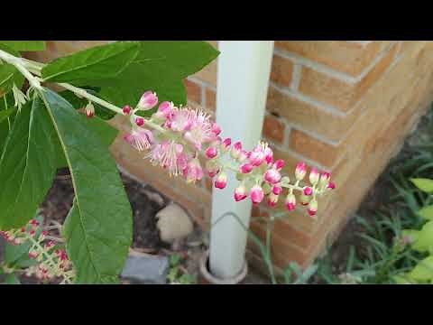Summersweet Ruby Spice (Clethra alnifolia)