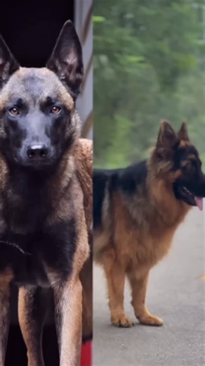 24K views · 1.5K reactions | רועה גרמני VS רועה בלגי את מי הייתם...