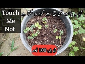 How to grow touch me not plant from Seed's in small containers| Never Stop Growing |
