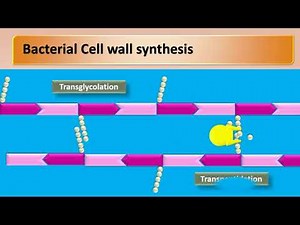 mechanism of action of cephalosporins