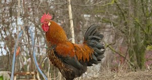big handsome motley cock walks