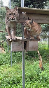 Rescued bobcat Autumn and pal Francis are here to share some bobcat facts! 📝 Plus, Autumn wanted to show off a little “spice” 🌶️😉. #bobcat #bobcats #wildcats #wildcat #rescuecat #rescuedcat #catrescue #catsanctuary #sanctuarylife #bigcat #lynxrufus #spicycat #catfriends #CatFacts #funfacts #wildcatsantuary | Wildcat Sanctuary
