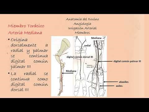 Angiología del Bovino: Irrigación del Miembro Torácico y Pelviano