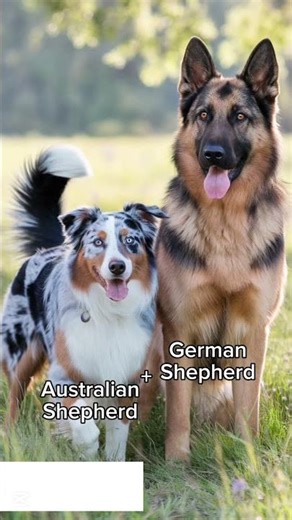 Exploring Australian Shepherd Mixes: Next Breed #DogMix #DogShorts #PuppyShorts #AnimalLovers