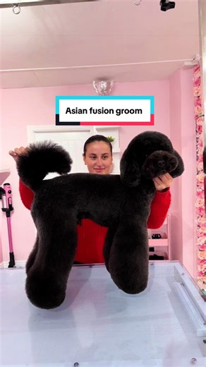 Transforming a Poodle with Asian Fusion Grooming