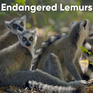372 reactions · 23 shares | 98% of lemur species are endangered, and 31% of species are critically endangered!  | Discovery Channel UK | Facebook