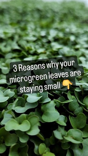 😅 Let's face it, "micro" is in the name Microgreens, however there's a difference between an abundant canopy that is full and fluffy... and a less developed canopy. 😶 What causes this? Typically it's one or a combination of these 3 main variables: 💡 Light source: Typically not enough light. 🌱 Grow time: sometimes you just have to wait a little longer. 💧 Nutrients: lack of nutrients. 😎 Yup, it's just that easy to attain a full & healthy tray of microgreens!!! A happy plant will show you tha