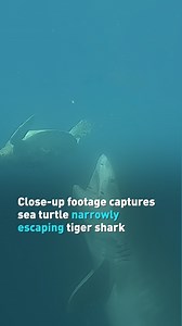 4.7K views · 145 reactions | Amazing close-up video depicts the struggle between a tiger shark and sea turtle in Timor-Leste. #cgtnamerica | CGTN | Facebook