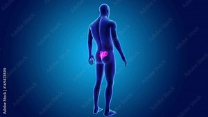 Sacrum with Body Stock Video