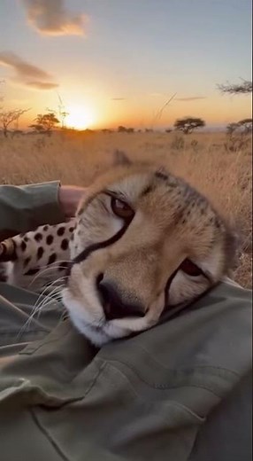 Affectionate Cheetah Cuddles on a Person's Lap at Sunset
