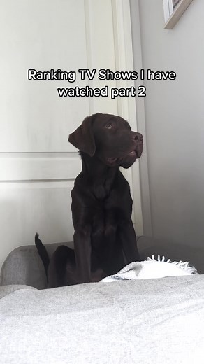What should I watch next? #labrador #labpuppy #tvshowranking #dogranking #chocolatelabrador