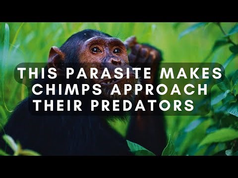 Toxoplasmosis Works In Chimps Too: Chimps Seek Out Their Feline Predators