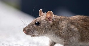 How to Humanely Prevent and Eliminate Rats in Your Home
