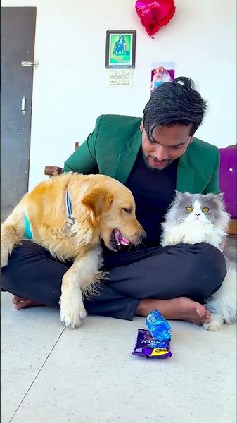 मेरे बिल्ली को मेरे डॉग पर गुस्सा क्यों आया था😱 #funnydogs #shorts