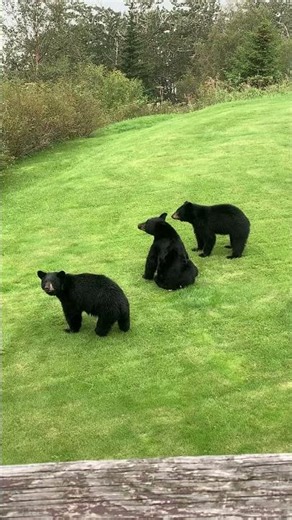 Black Bear Triplets Bumming Around || ViralHog