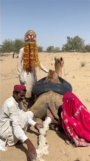 حرارة شديدة ونوع فريد من الزراعة يختلف عن أساليب السكان الأصليين! ما العمل لإنقاذ حياة الجمال؟