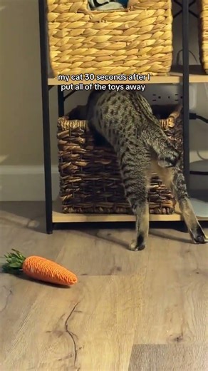 Digging for gold in there 🙃 #cat #cats #kitten #kittens @cabbagekitties