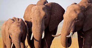 A New Video Shows How Elephants Pay Their Respects to the Dead