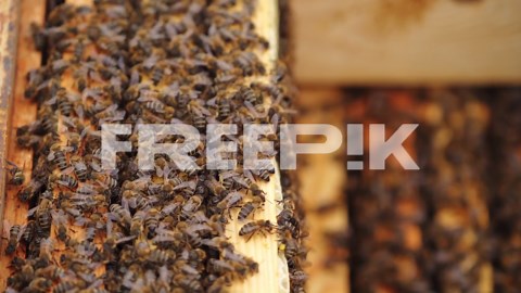 Hardworking bees on honeycomb in apiary | Premium Stock Video Footage
