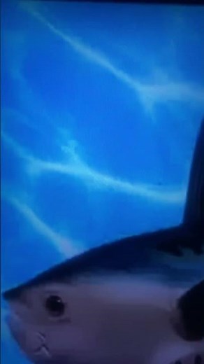 SpongeBob intro fandub adygin