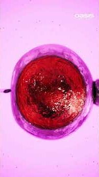 Key Strategies to Increase IVF Success Rate