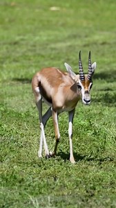 8K views · 154 reactions | Meet Popeye, Fondue, and Kirby - our new Speke’s gazelles!  These three boys were recently introduced to their habitat, and they love exploring and running around! Come see them in our Africa area, right across from the lion exhibit. Fun fact: Only 10 institutions in North America house this species, and we’re thrilled to welcome these adorable boys to Audubon Zoo! | Audubon Zoo | Facebook