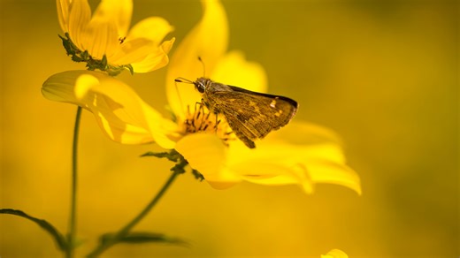 When is the first day of spring? What to know about the spring equinox