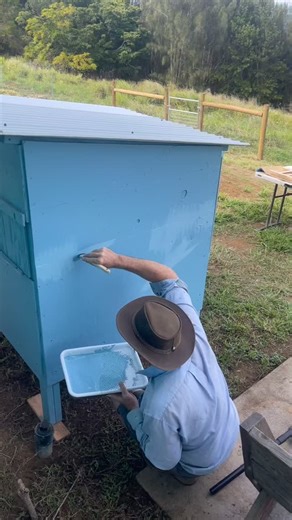 Farm Day Monday! Jake attached the ladder for the coop, the barrier for the eggs so it won’t fall and break then repainted for re-enforced protection and the plant’s stand to avoid the chickens from scratching them. While I transplanted the regular tomatoes, planted the chayote we found somewhere and the Song of India. #hawaii #farmlife #islandlife #farm #plants | JRW Farm
