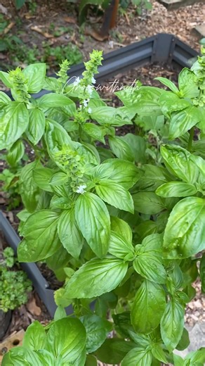 191K views · 1.3K reactions | Don't forget to pick your Basil flowers and flower buds off and cook with them. Not only do the buds and flowers contain more flavonoids than are in the leaves but if you allow your Basil plant to flower and go to seed, it will die. #gardening #herbs #basil | Growwithnith | Facebook