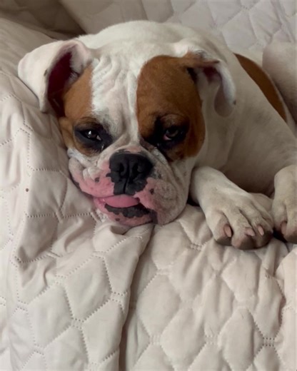 11K views · 847 reactions | A dog’s life…. | For the Love of a Boxer Rescue & Sanctuary - Michigan | Facebook