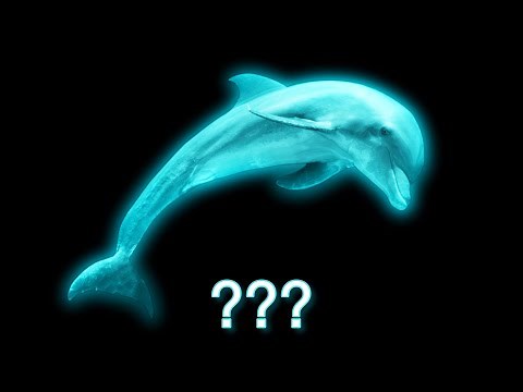 ❗25 "Dolphin" Sound Variations in 75 Seconds🦈 (COMPILATION)