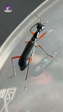 The fastest beetle in the world? #cravingforreptiles #shorts