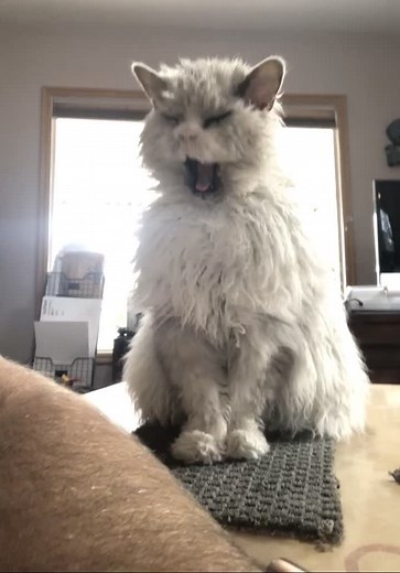 Get Your Hands on Exclusive Albert Merch!