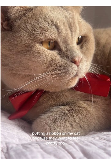 this is your sign to put a ribbon on your cat instead of a collar! #cats #britishshorthair #bow #foryoupage #thisisyoursign
