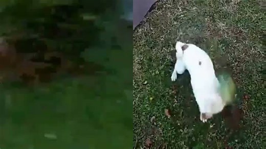 Adorable Pooch Playfully Slaps Face with Deflated Ball