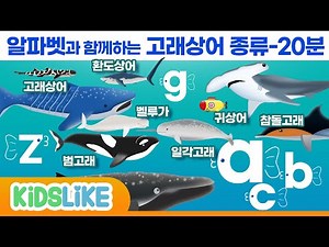 [한글버전]알파벳과 함께하는 상어 고래 종류-20분